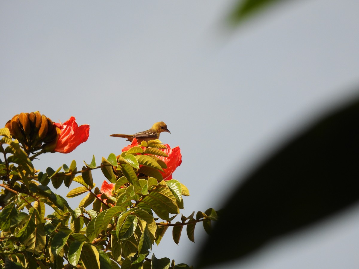 Orchard Oriole - ML643002919