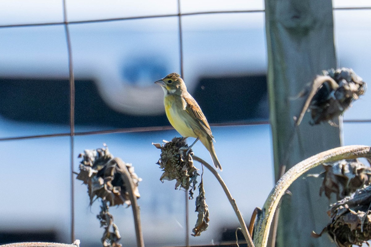 Dickcissel - ML643002924