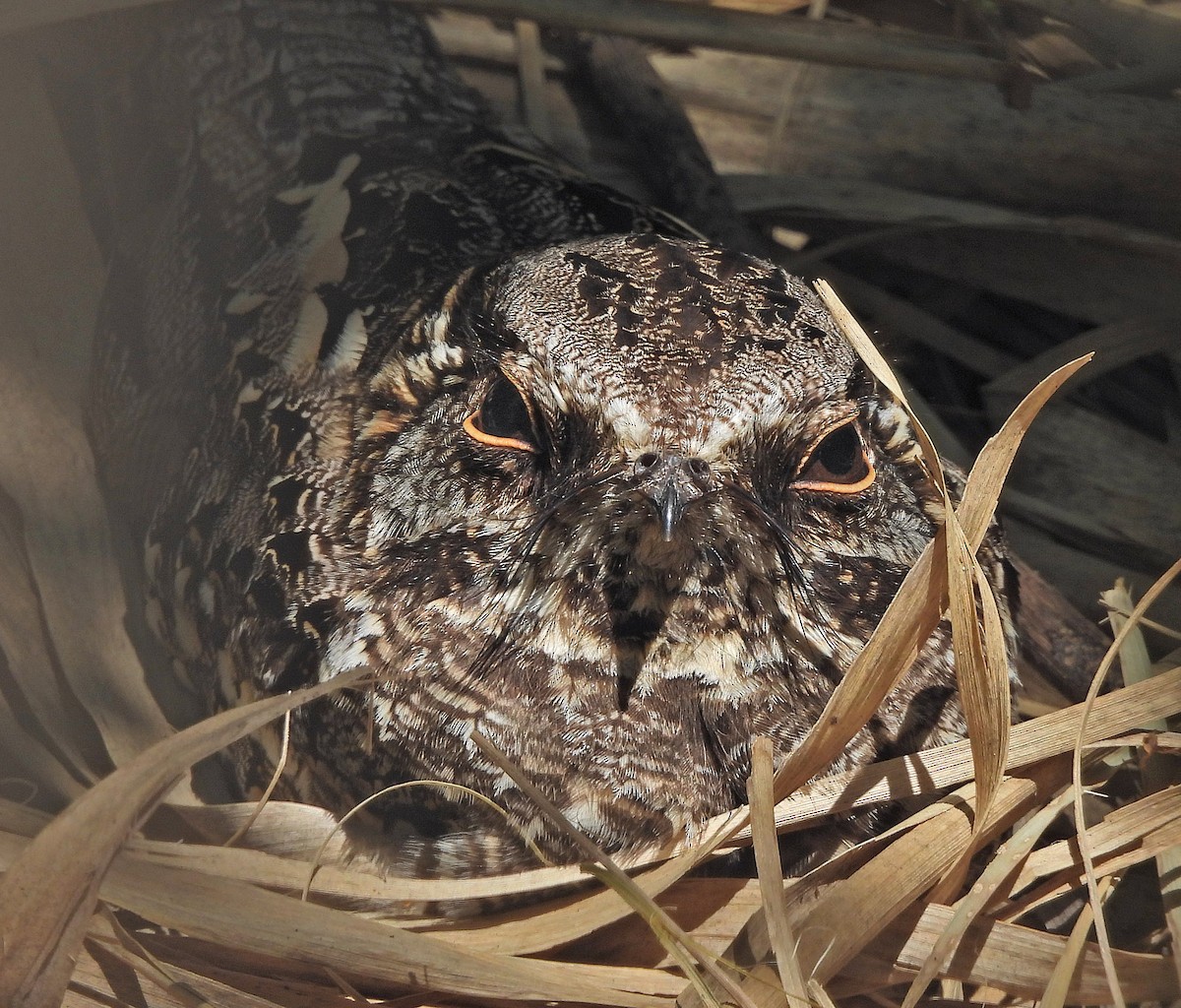 Scissor-tailed Nightjar - ML643002932