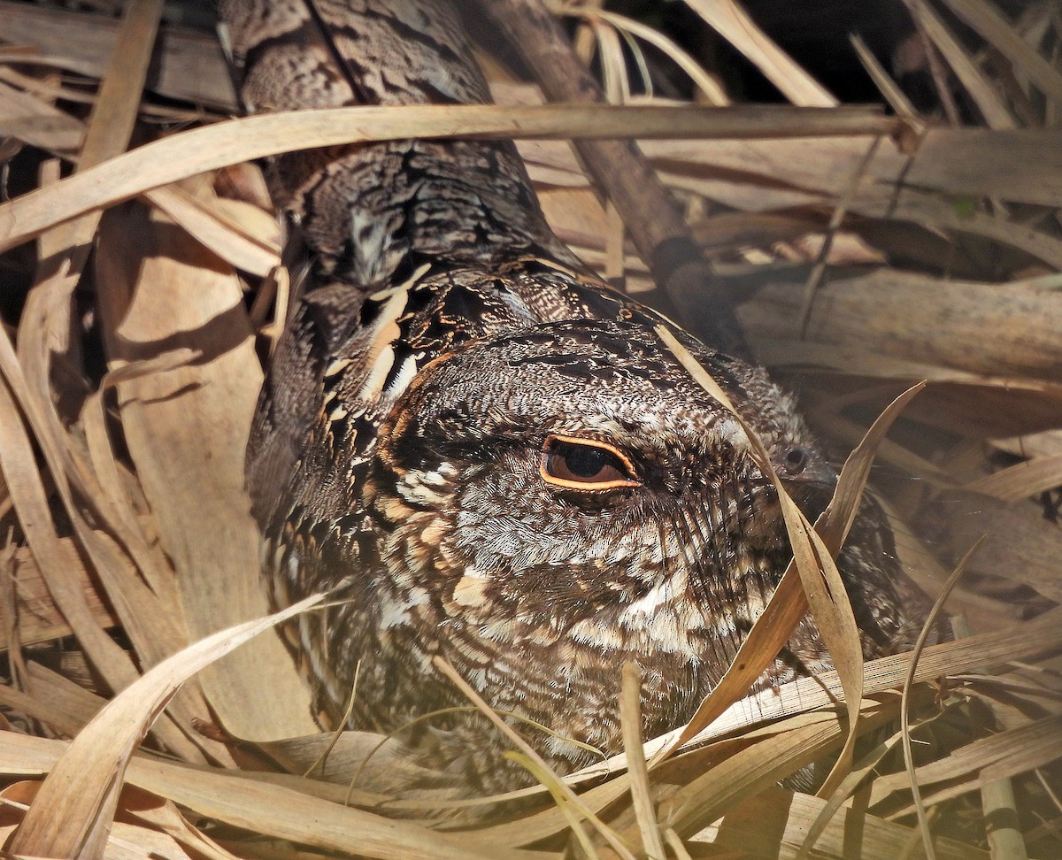 Scissor-tailed Nightjar - ML643002933