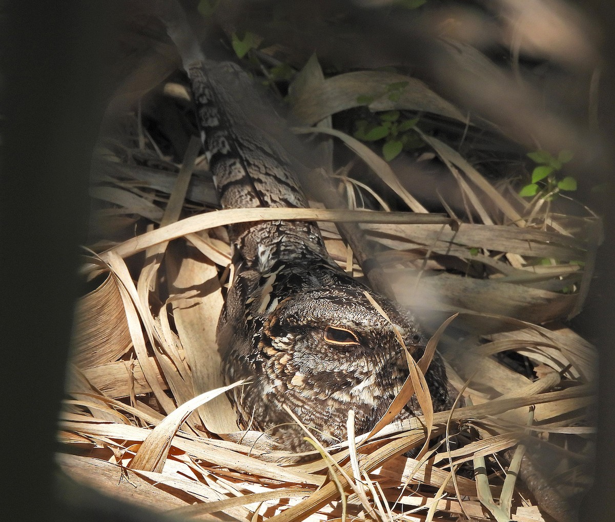 Scissor-tailed Nightjar - ML643002934