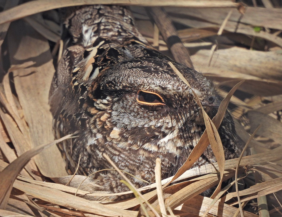Scissor-tailed Nightjar - ML643002935