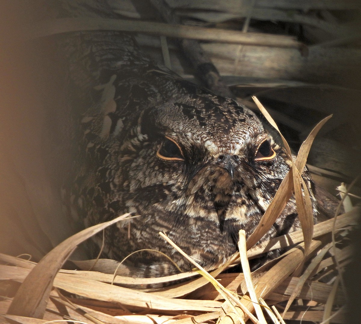 Scissor-tailed Nightjar - ML643002936