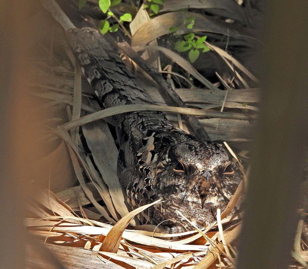Scissor-tailed Nightjar - ML643002937