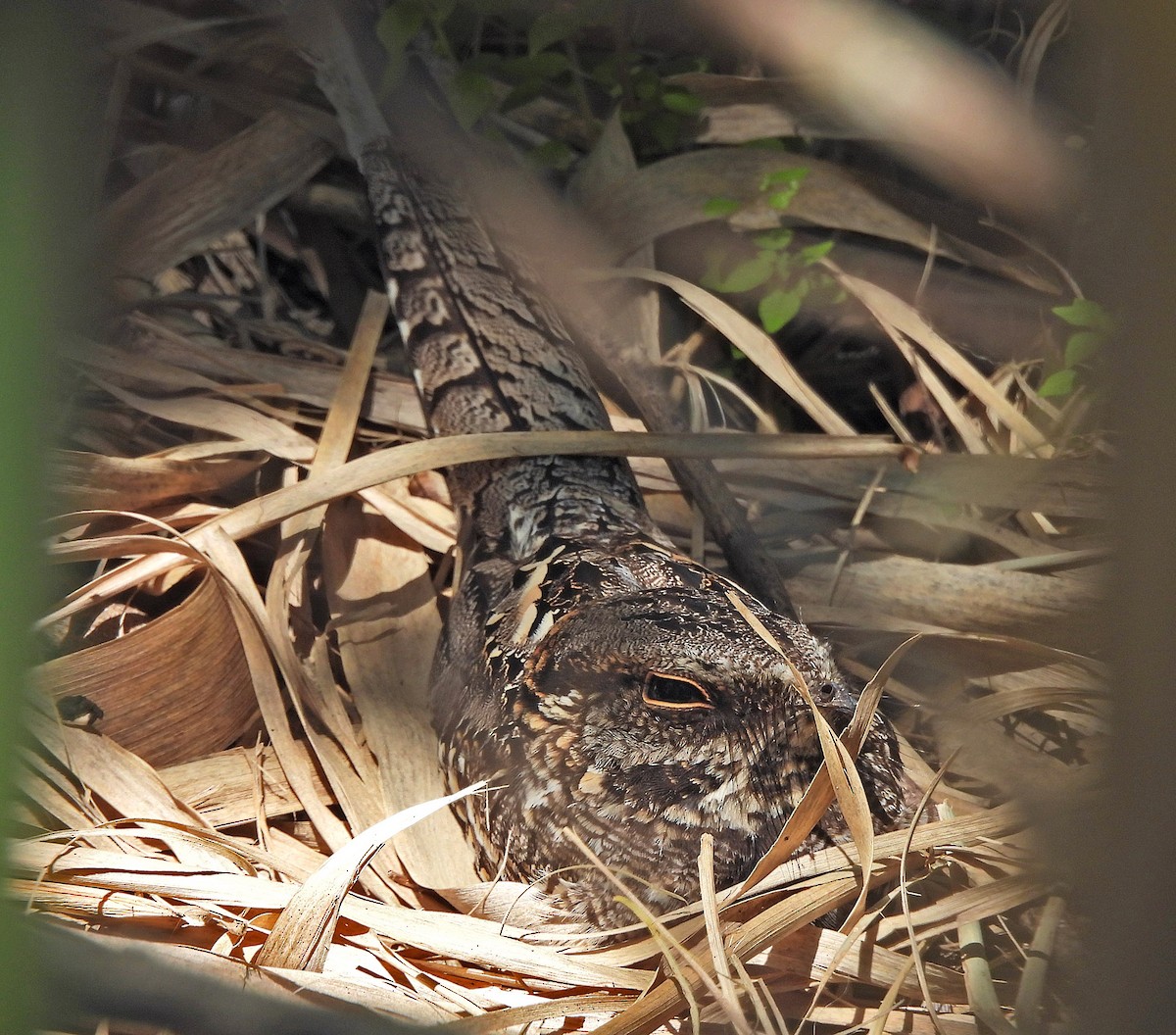 Scissor-tailed Nightjar - ML643002939