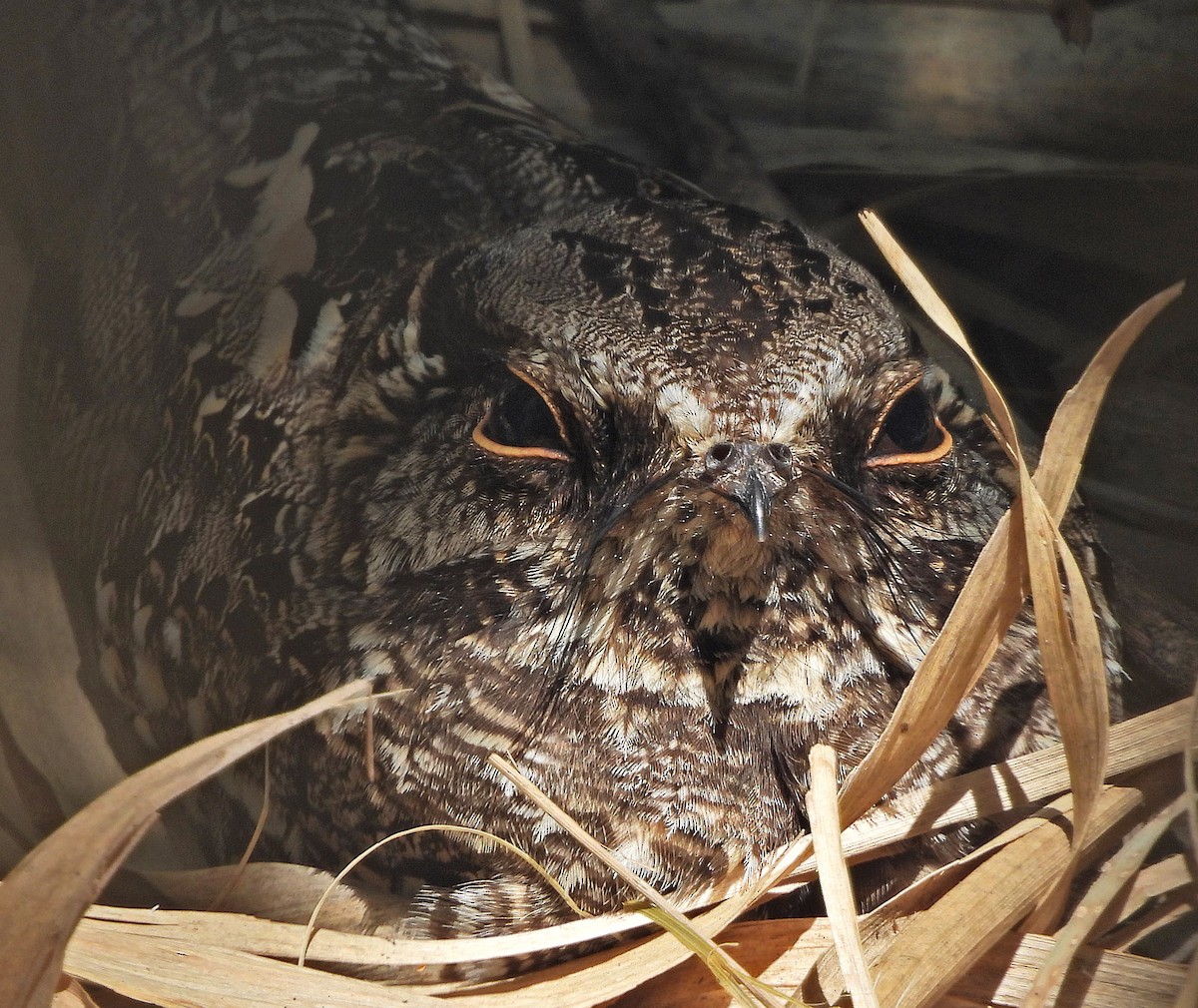 Scissor-tailed Nightjar - ML643002940