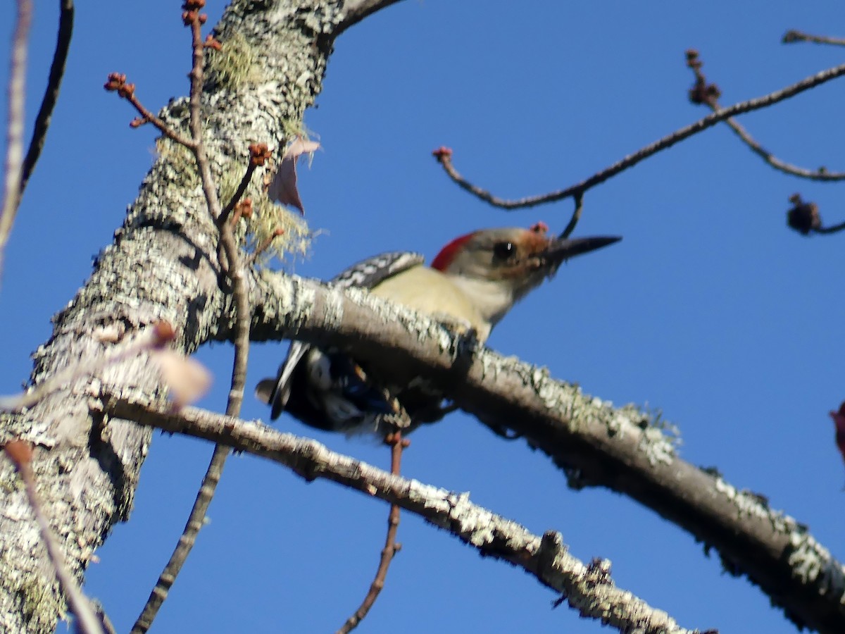 Red-bellied Woodpecker - ML643002951