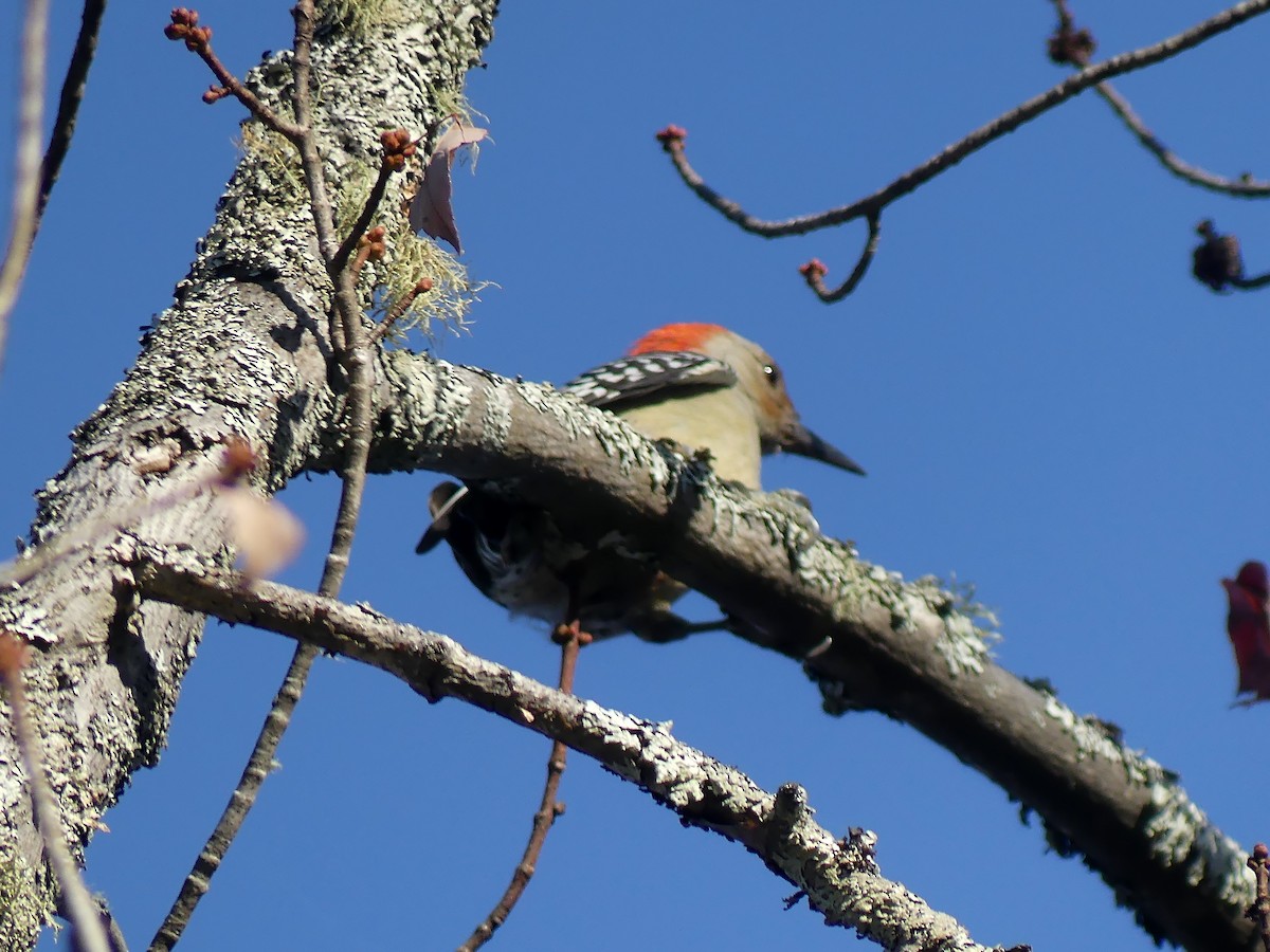 Red-bellied Woodpecker - ML643002952
