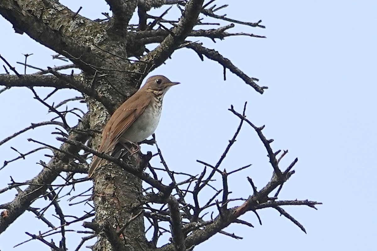 Bicknell's Thrush - ML643002988