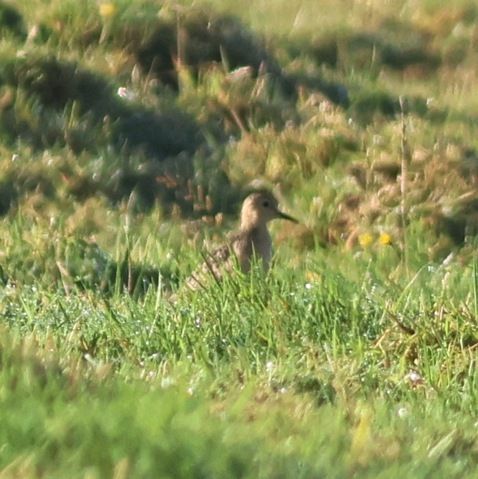 黃胸鷸 - ML643002993