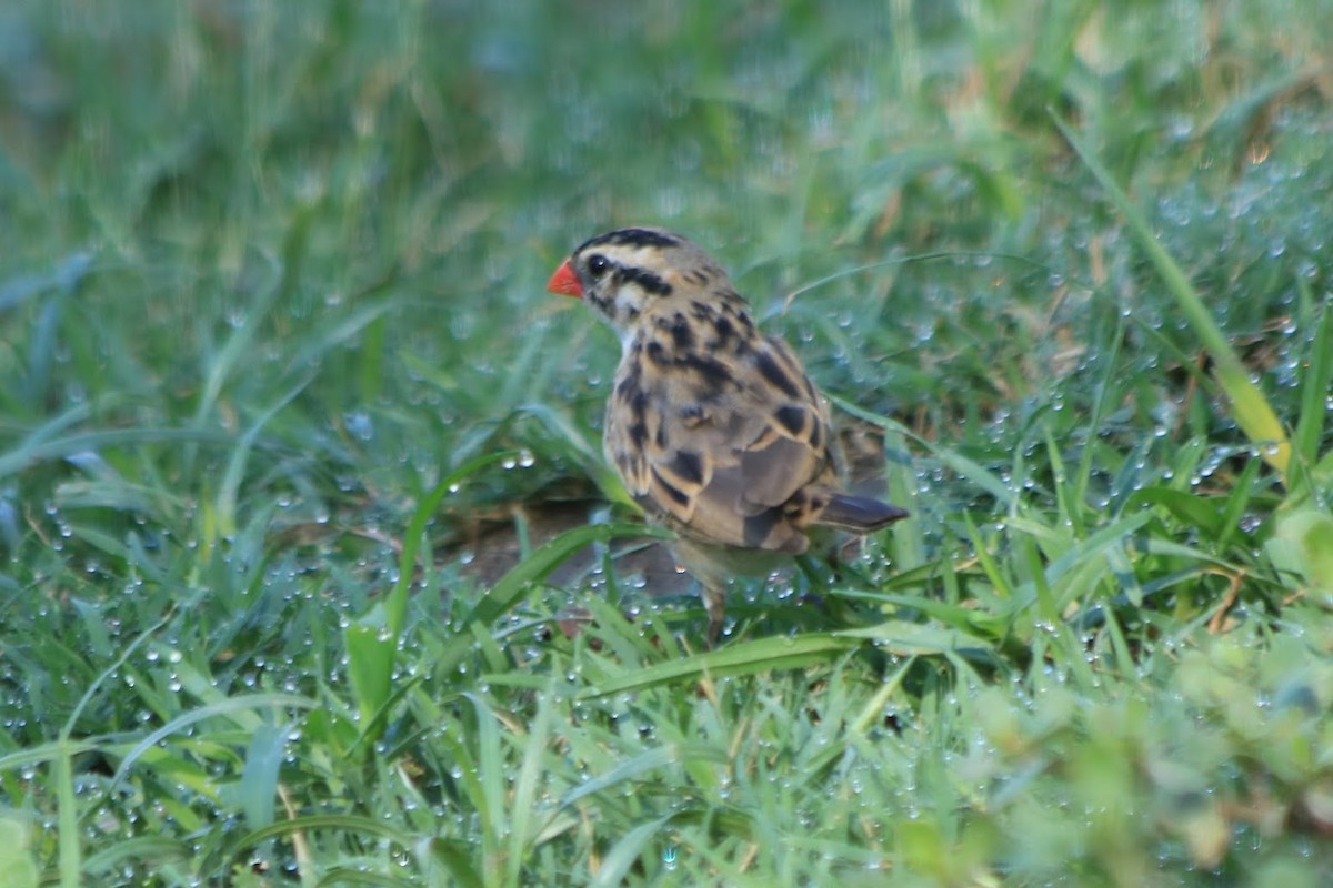 Pin-tailed Whydah - ML643003023