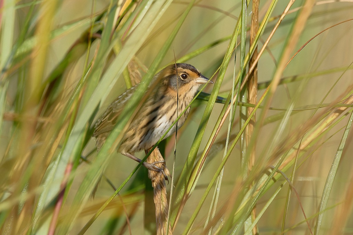 Bruant à queue aiguë - ML643003030