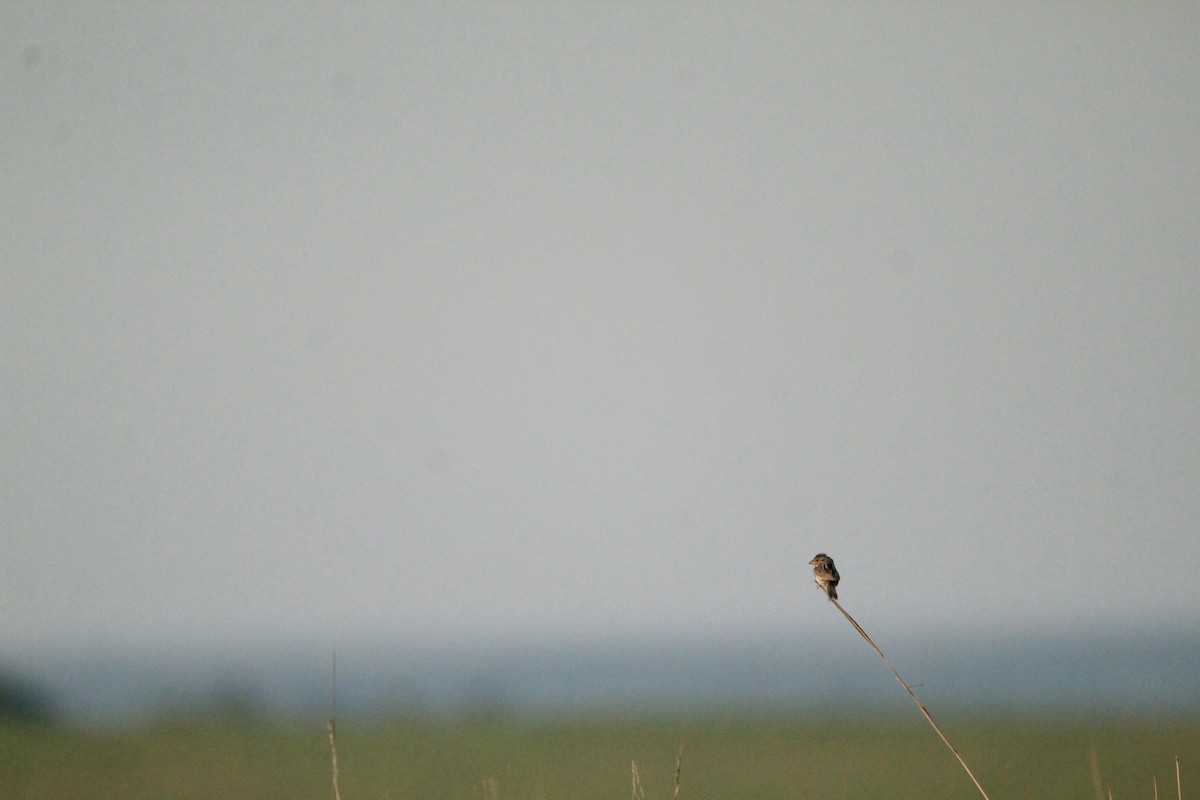 Henslow's Sparrow - ML643003031