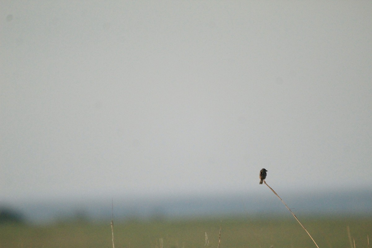 Henslow's Sparrow - ML643003032