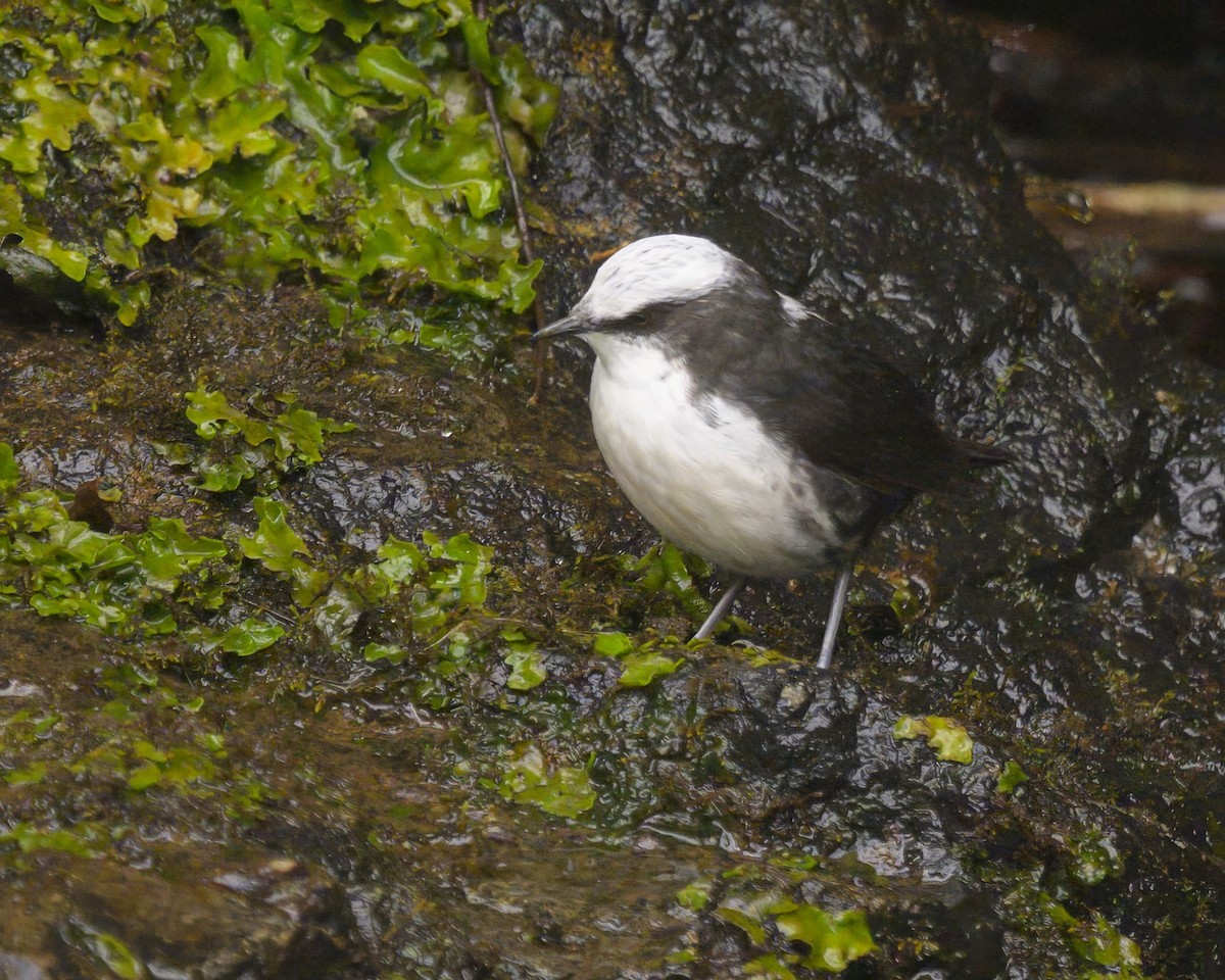 White-capped Dipper - ML643003033