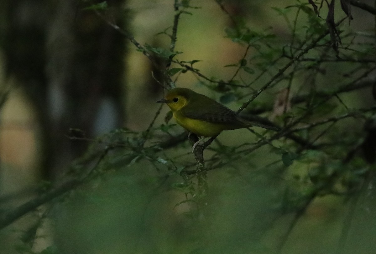 Hooded Warbler - ML643003040
