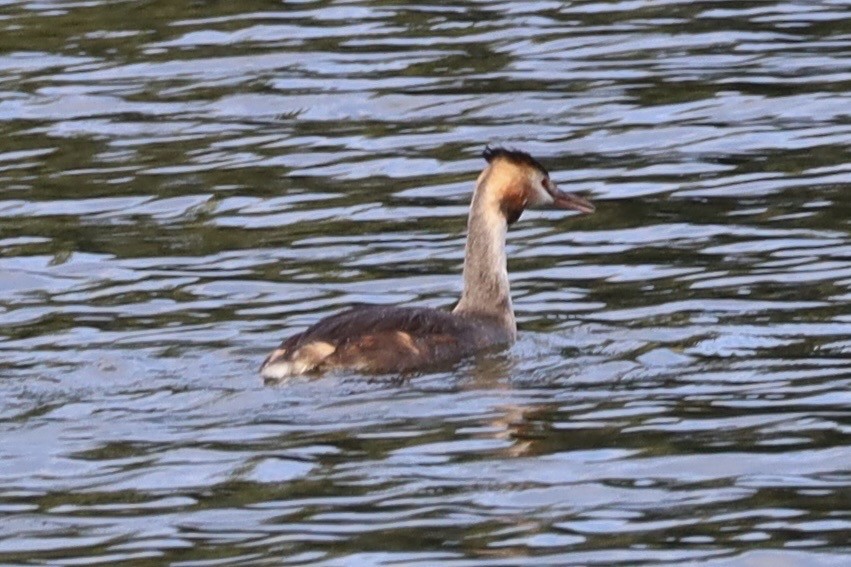Great Crested Grebe - ML643003042
