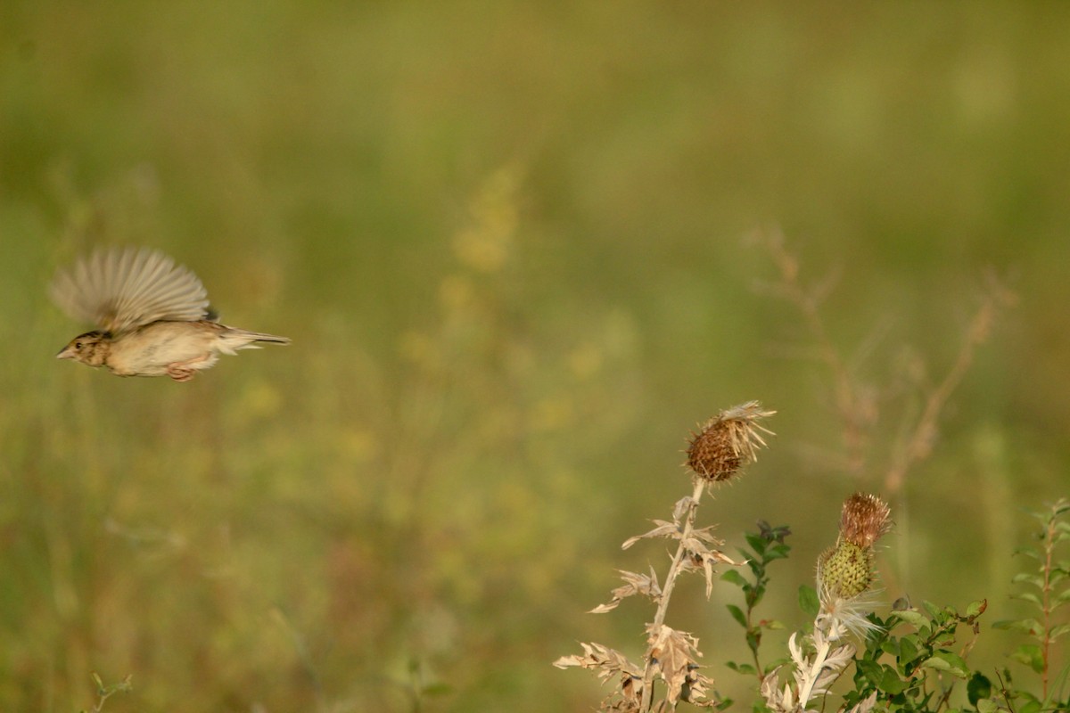 Grasshopper Sparrow - ML643003043