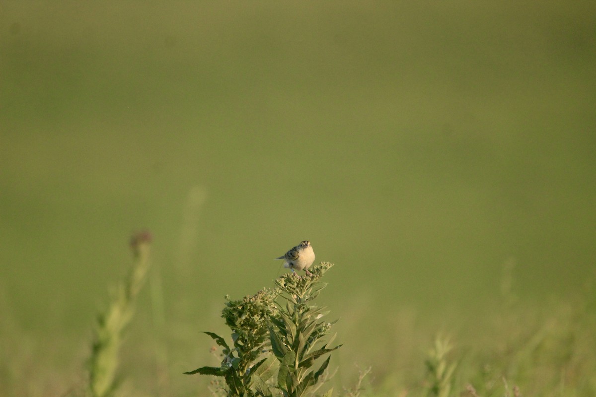 Grasshopper Sparrow - ML643003048