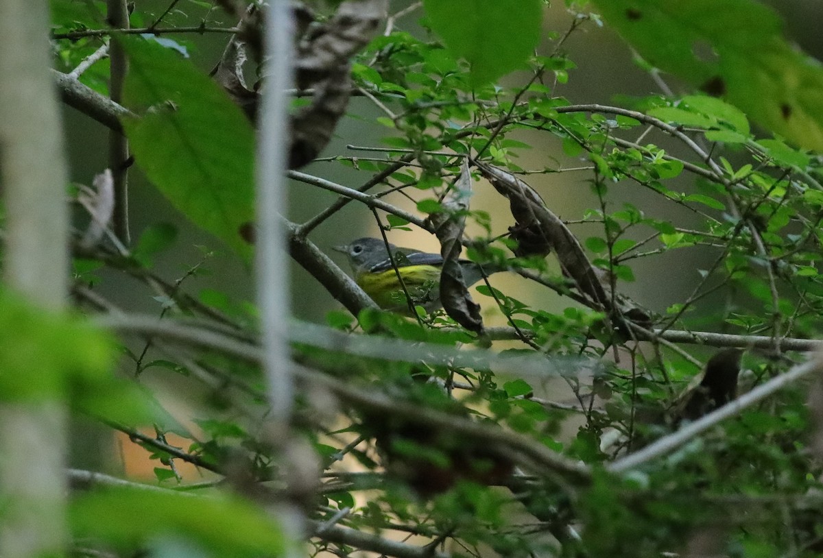 Magnolia Warbler - ML643003052