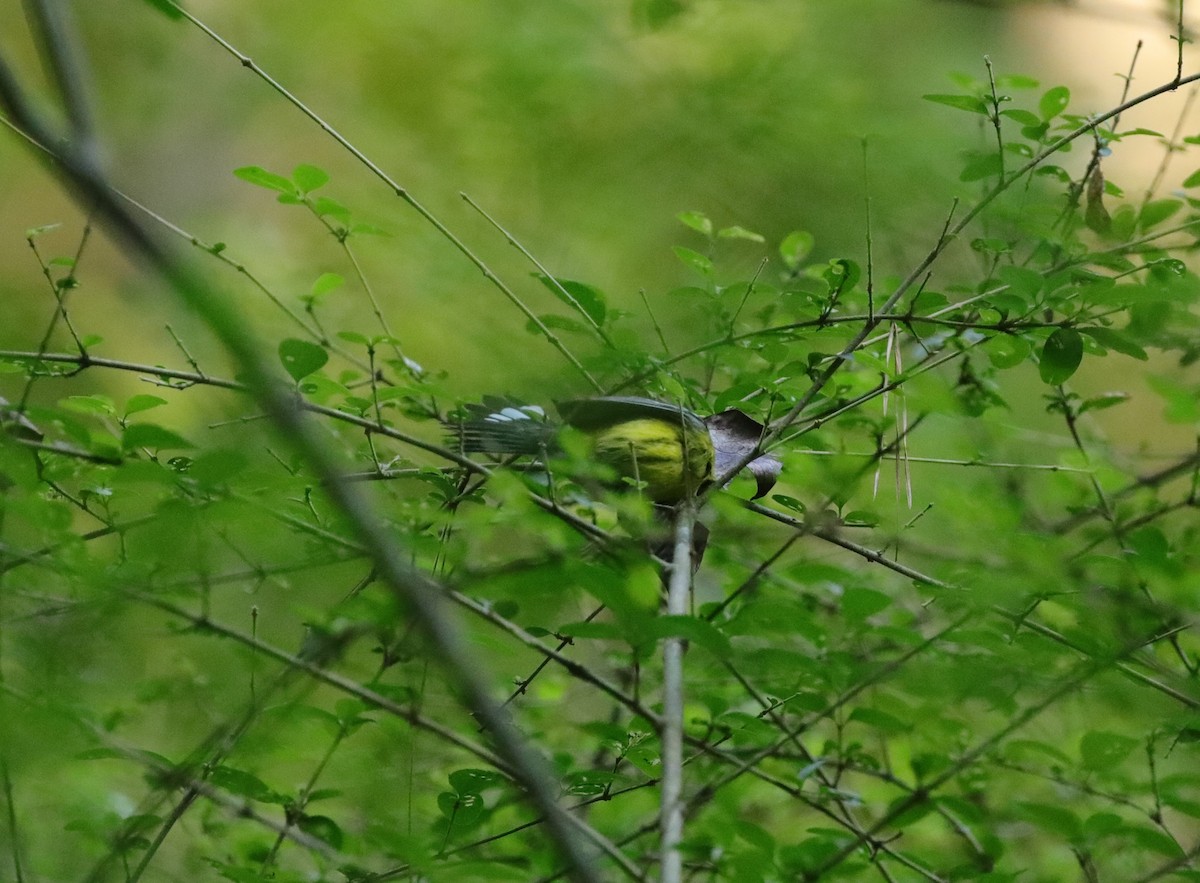 Magnolia Warbler - ML643003058