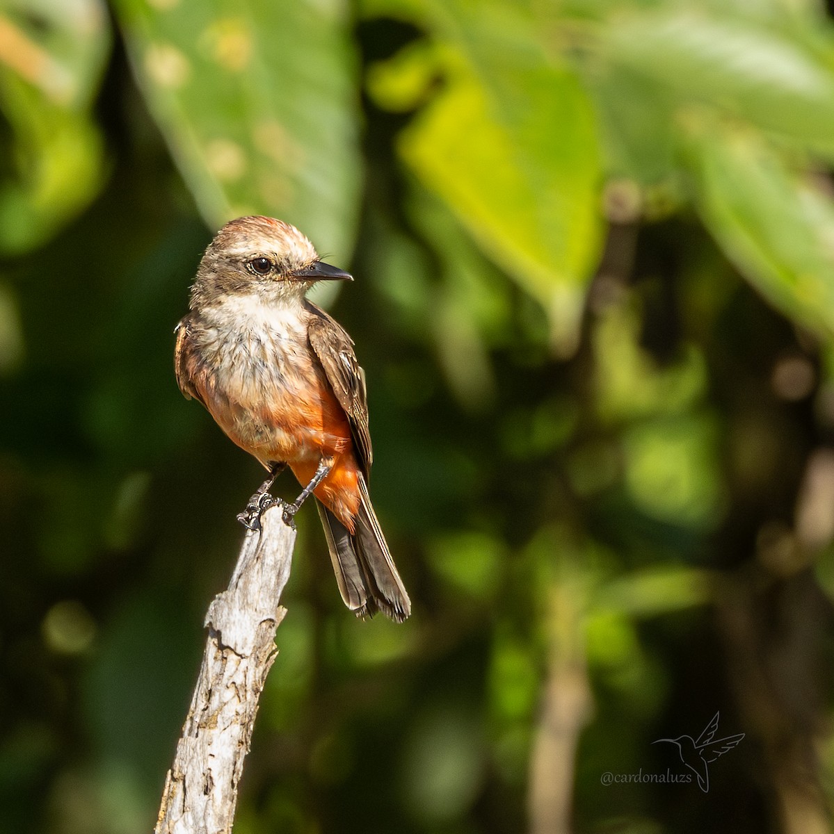 Vermilion Flycatcher - ML643003064