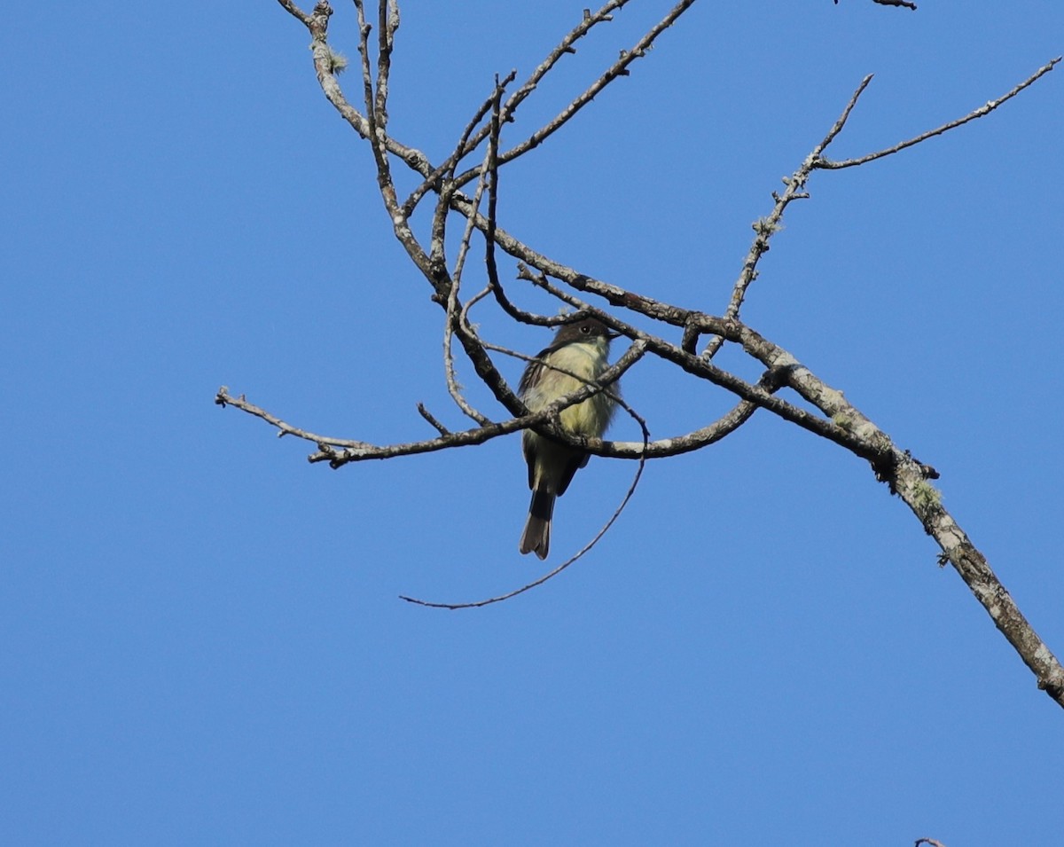 Eastern Phoebe - ML643003075