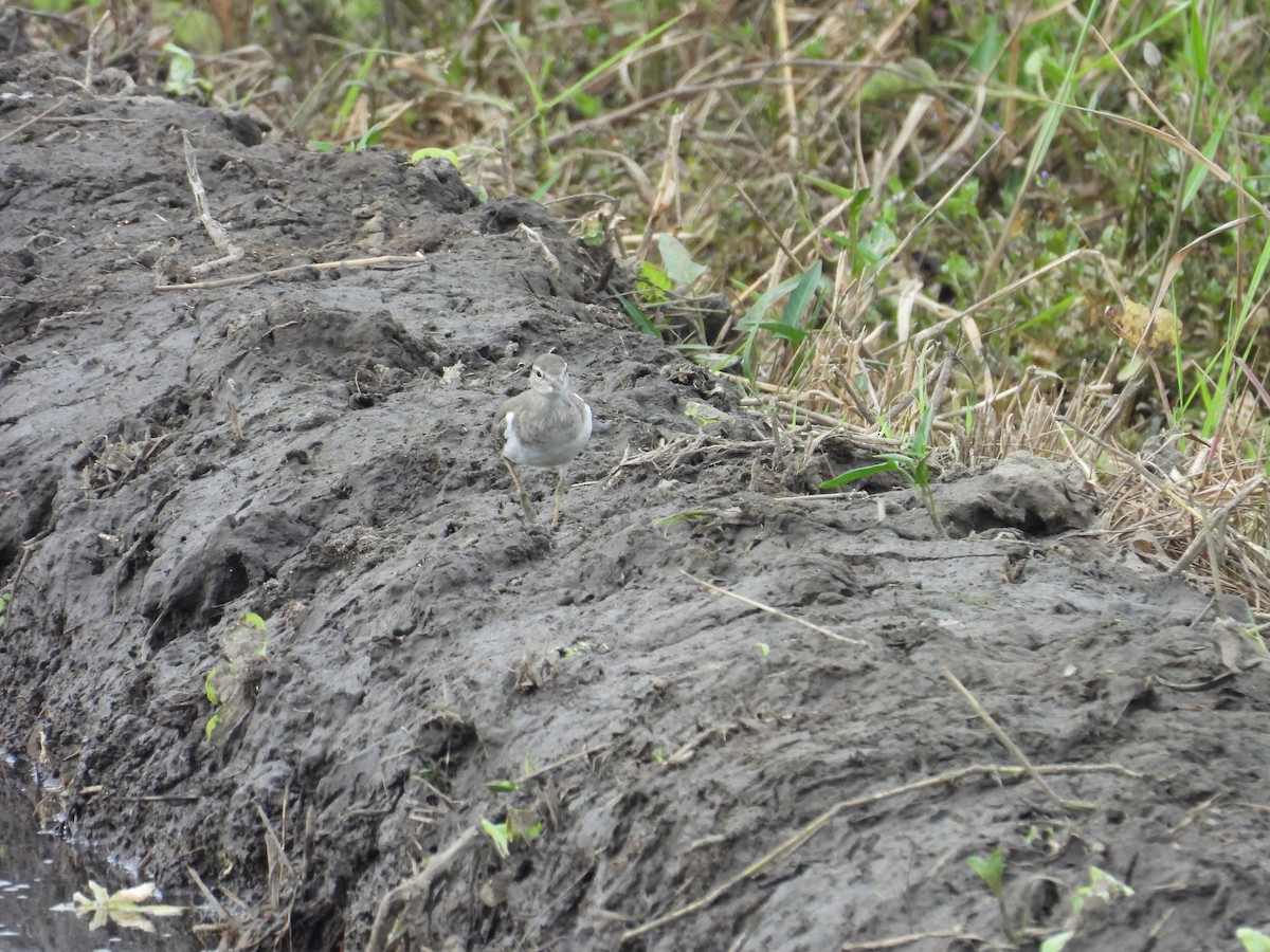strandsnipe - ML643003082