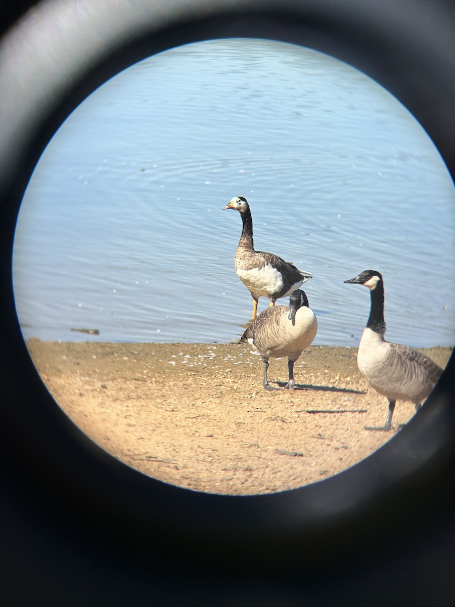 Branta kanadar handia - ML643003083