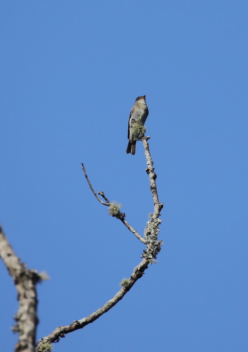 Eastern Wood-Pewee - ML643003109