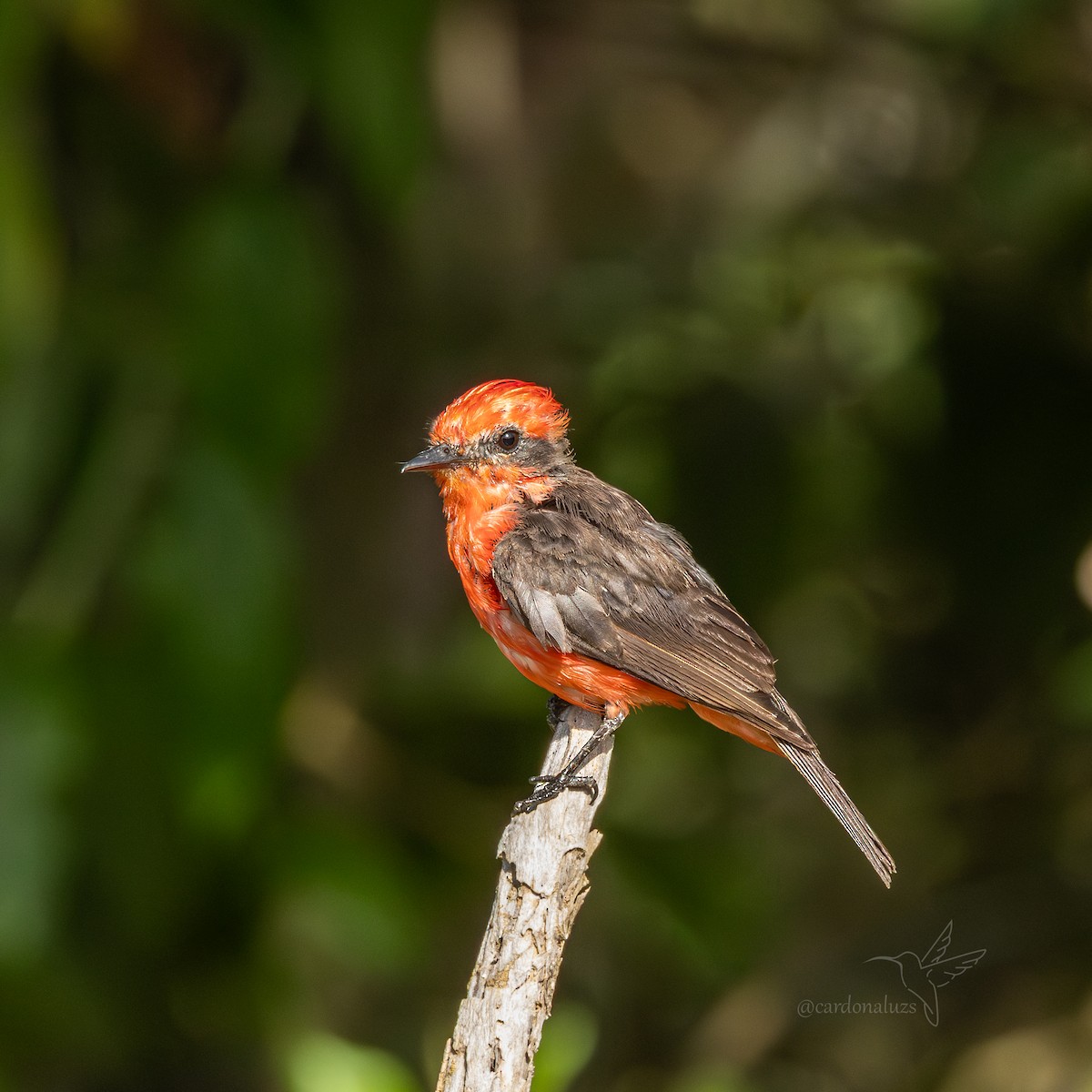 Vermilion Flycatcher - ML643003110