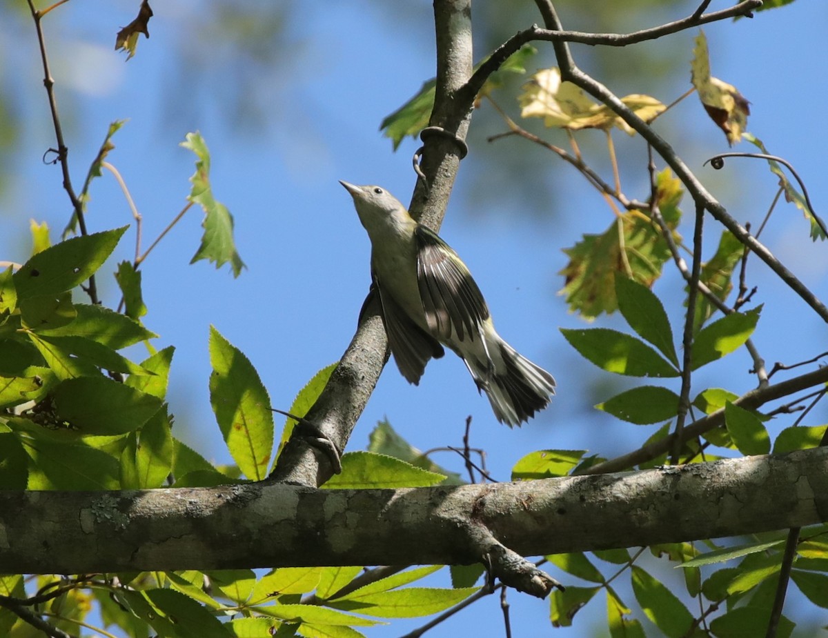 Chestnut-sided Warbler - ML643003115