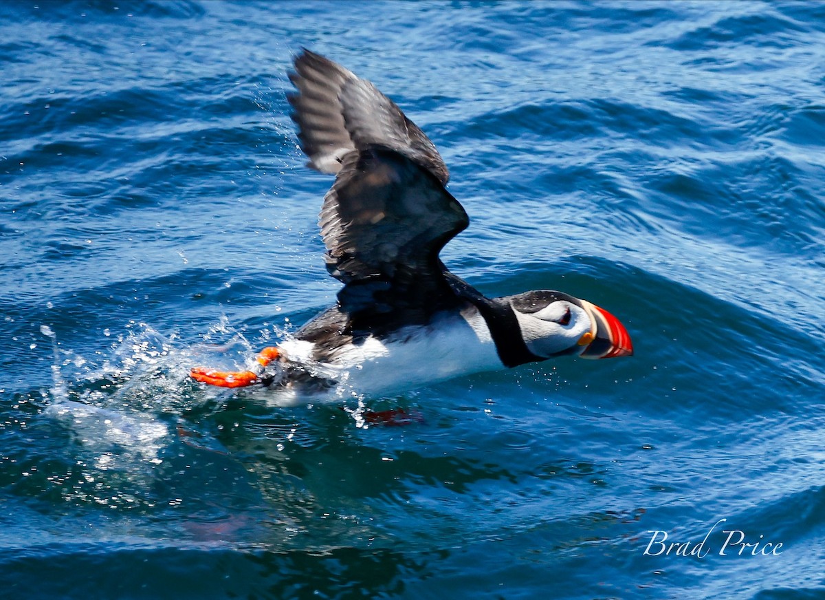 Atlantic Puffin - Brad Price
