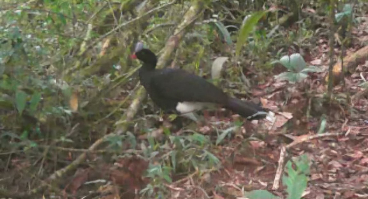 Helmeted Curassow - ML643003123