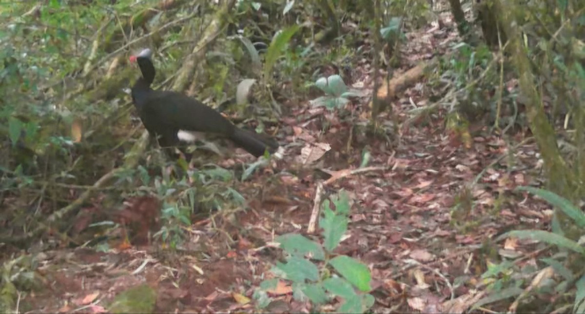 Helmeted Curassow - ML643003124
