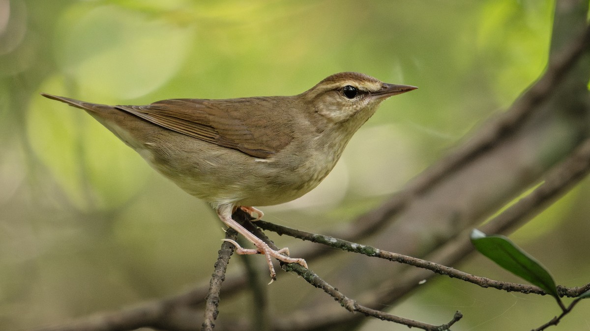 Swainson's Warbler - ML643003128