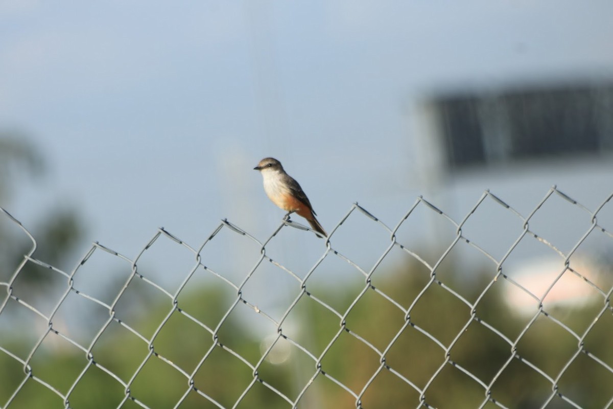 Vermilion Flycatcher - ML643003131