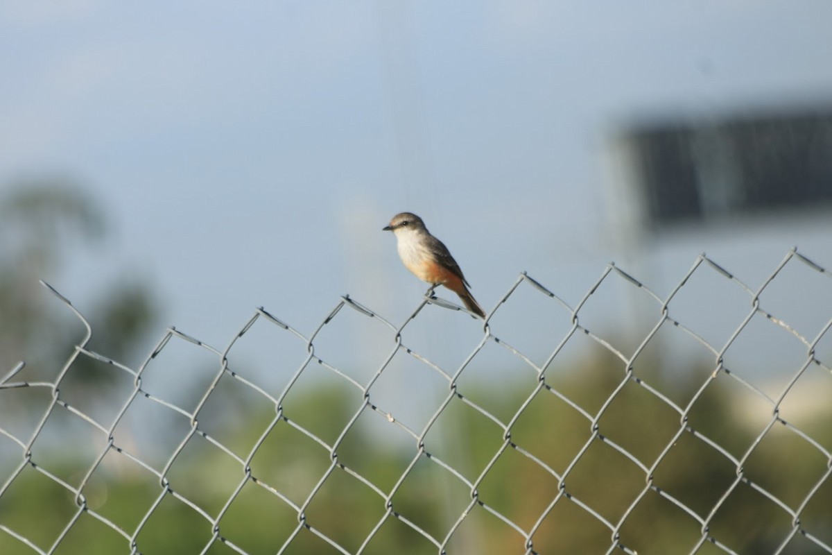 Vermilion Flycatcher - ML643003138