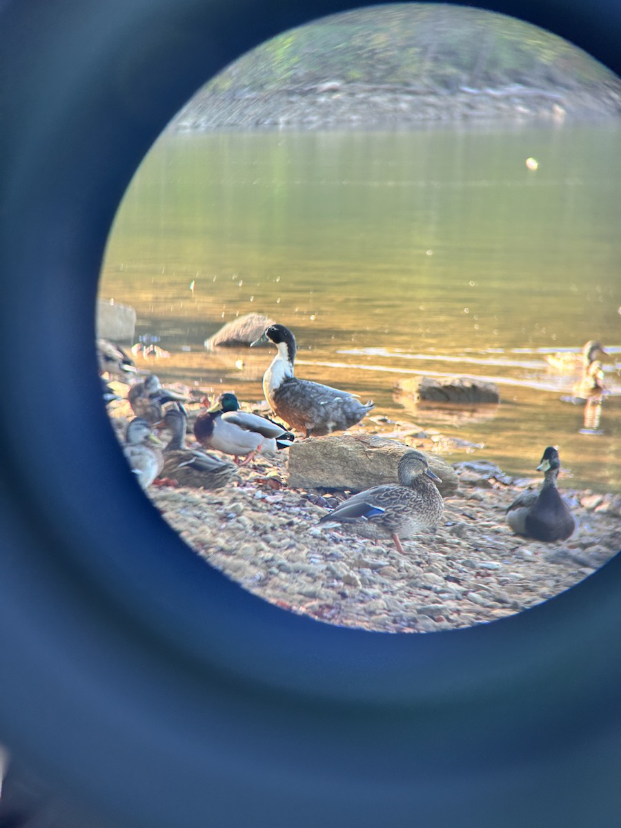 anatidé sp. (canard sp.) - ML643003140