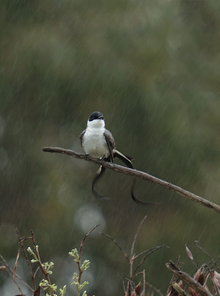 Fork-tailed Flycatcher (savana) - ML643003165