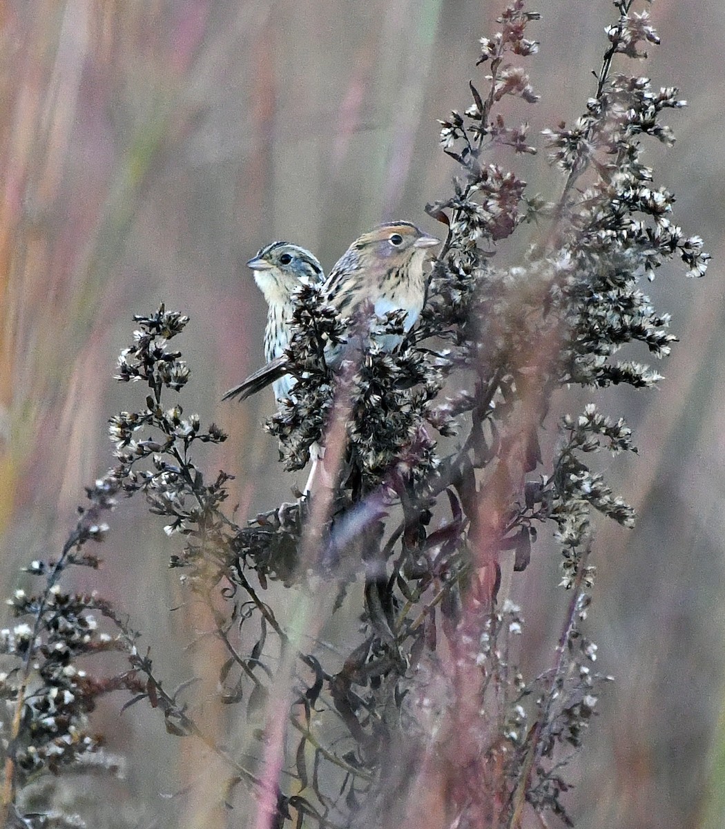 LeConte's Sparrow - ML643003168