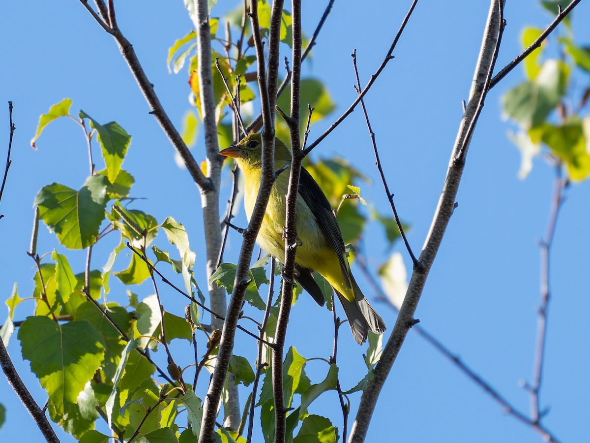 Scarlet Tanager - ML643003178
