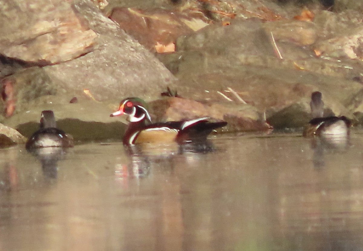 Wood Duck - ML643003179