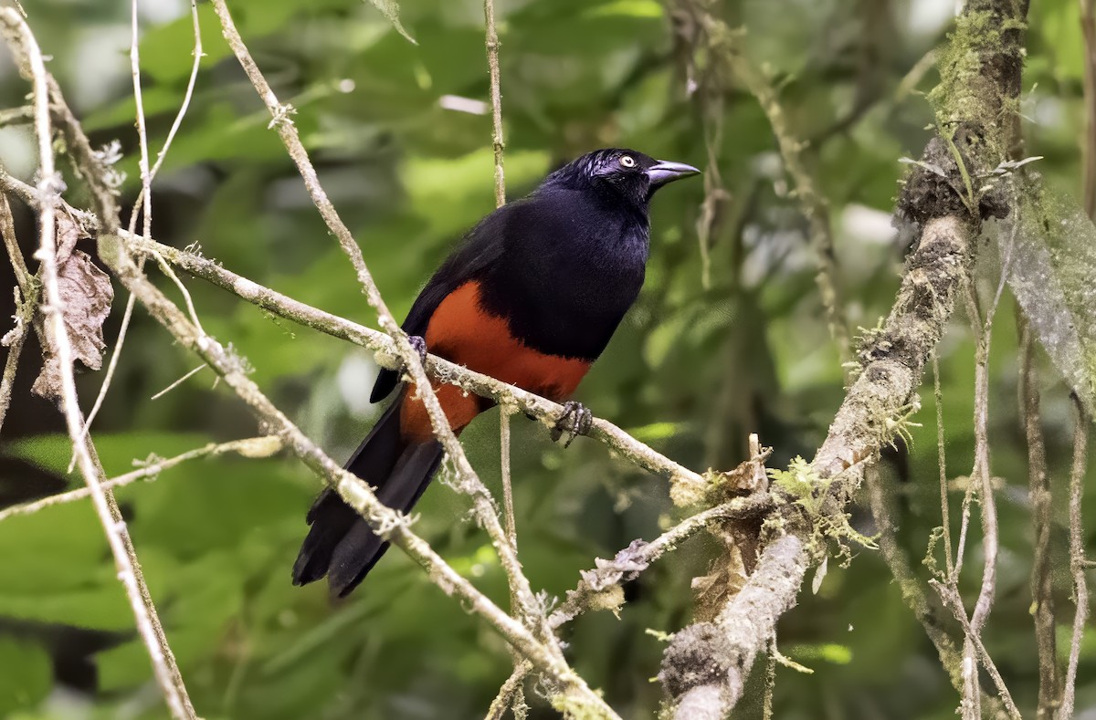 Red-bellied Grackle - ML643003180