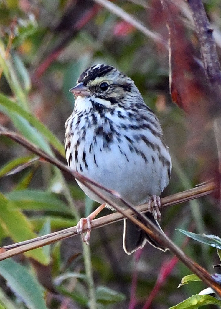 Savannah Sparrow - ML643003183