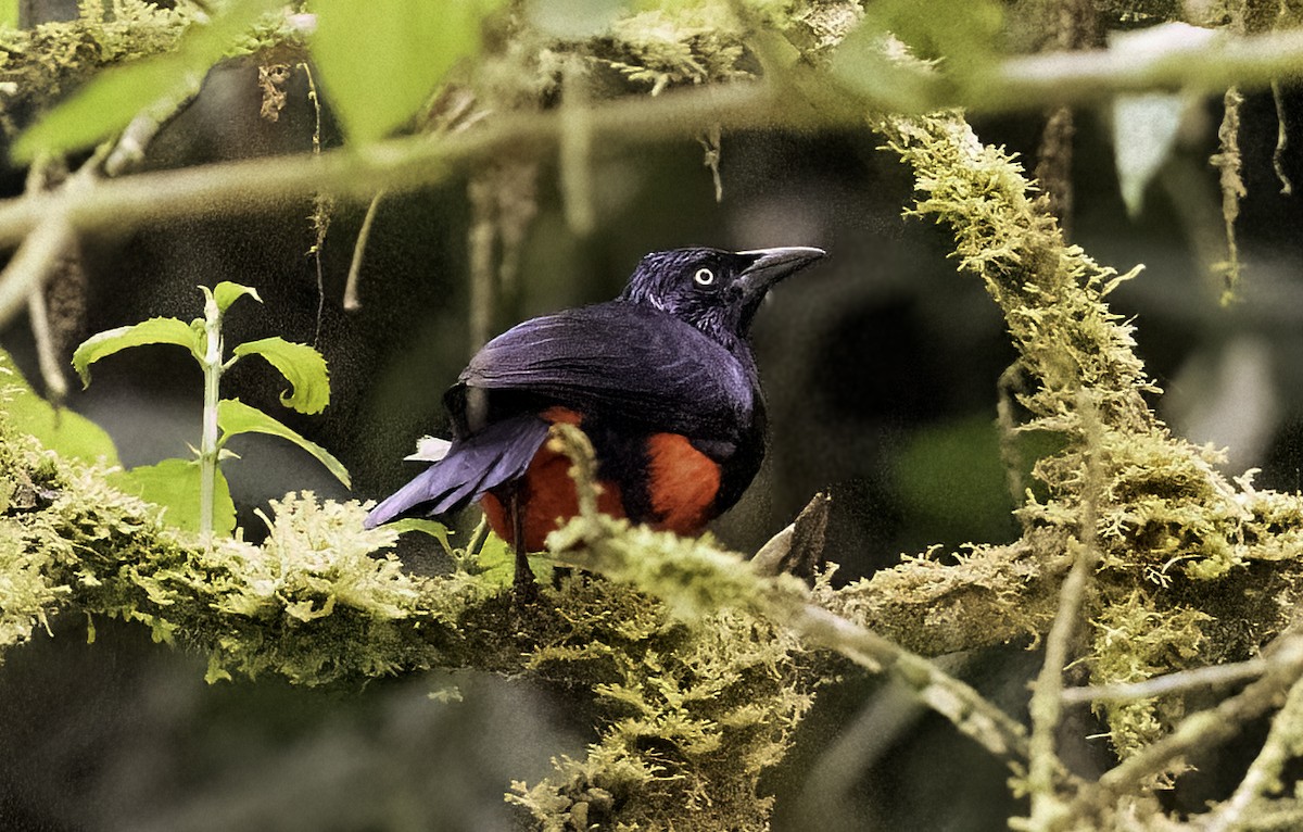 Red-bellied Grackle - ML643003184