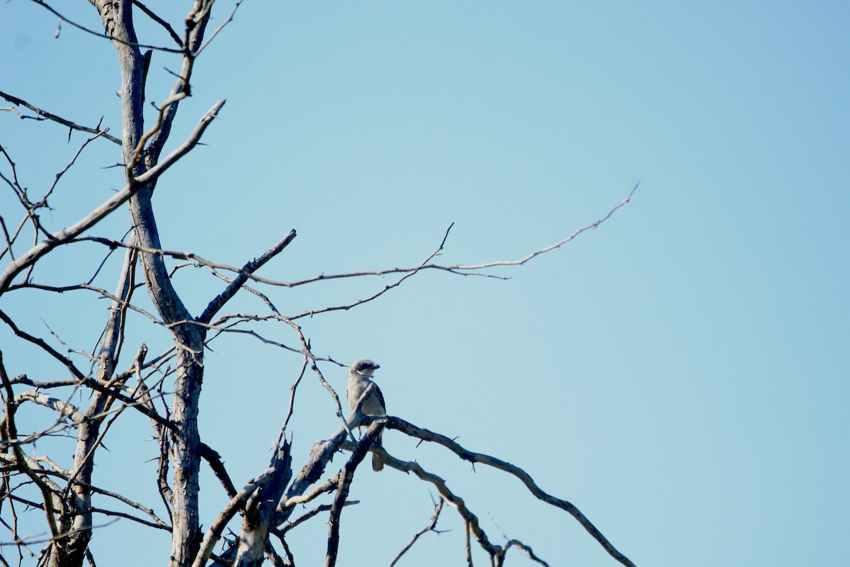 Loggerhead Shrike - ML643003185