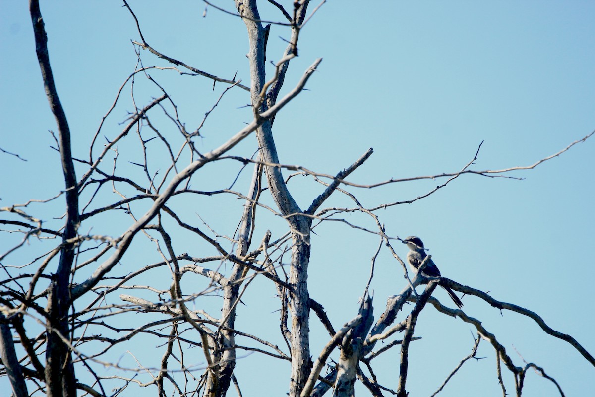 Loggerhead Shrike - ML643003186