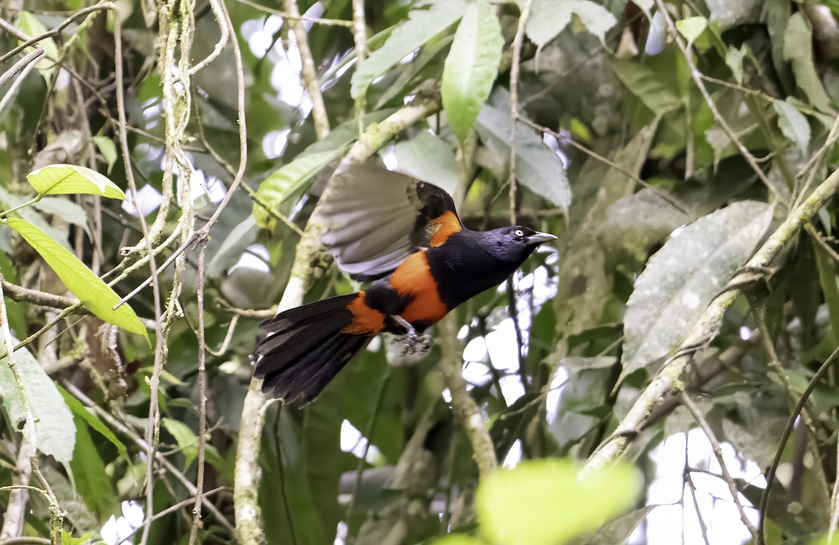 Red-bellied Grackle - ML643003187