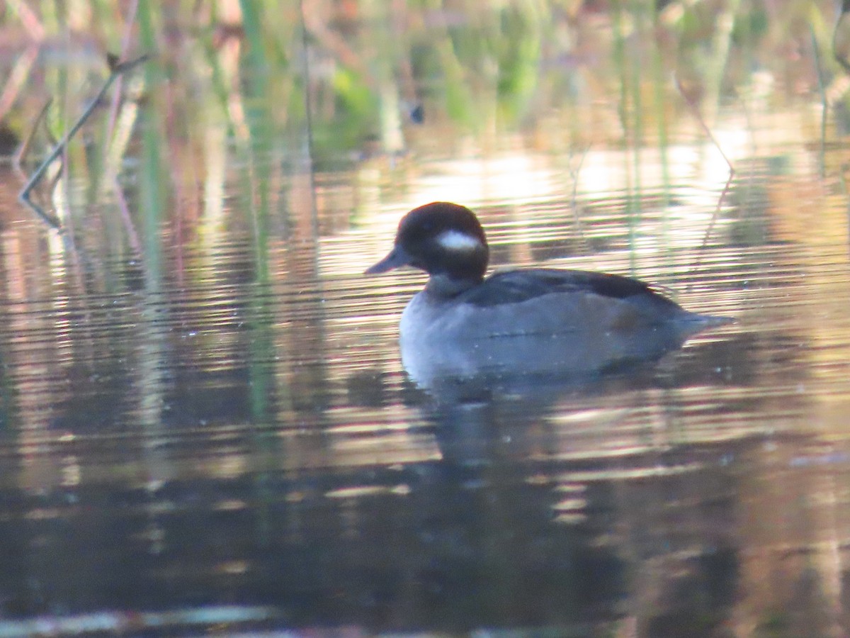 Bufflehead - ML643003191